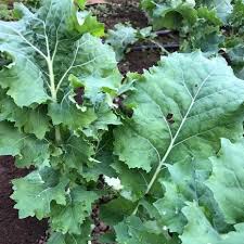 Siberian – Kale Seed