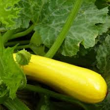 Gold Star – Yellow Summer Squash Seed