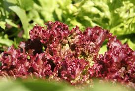 Lettuce- Selway Red
