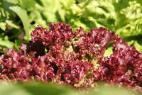 Lettuce- Selway Red
