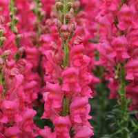 Potomac Cherry Rose Snapdragon Seed