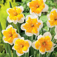 Orangery – Narcissus