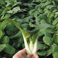 Black Summer – Bok Choy Seeds