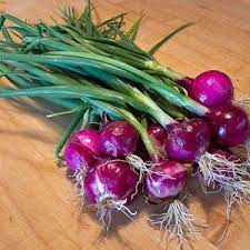 Onion- Purplette