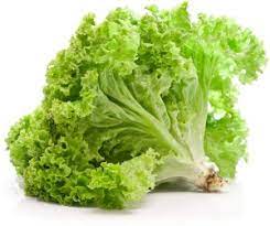 Lettuce Butter Head Green Vegetable Seeds