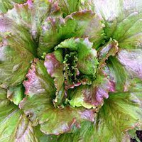 Magenta – Lettuce Seed