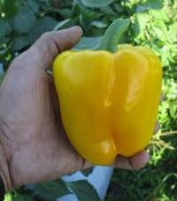 SVPB8415 – Bell Pepper Seed