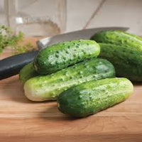 H-19 Little Leaf – Organic Cucumber Seed