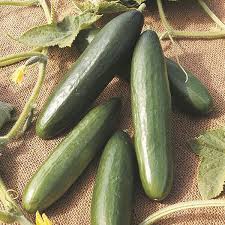 Diva – Treated Cucumber Seed