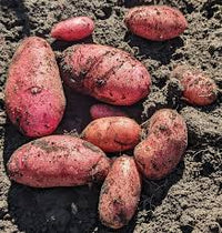 French Fingerling – Seed Potatoes