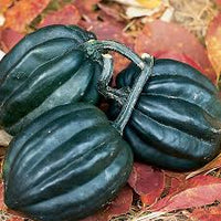Night Shift – Organic Acorn Squash Seed