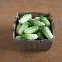 Quirk – Cucumber Seed