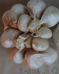 Garlic- White Crookneck ()