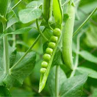 Organic Pea Seed