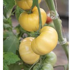Marvori – Tomato Seed