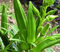 Okra Arka Anamika Vegetable Seeds