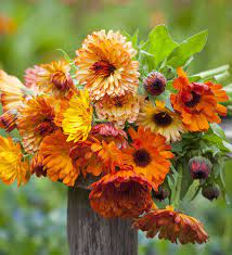 Calendula- Touch of Red Mix