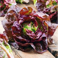 Lettuce Butter Head Red Vegetable Seeds
