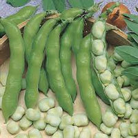 Broad Bean- Egyptian