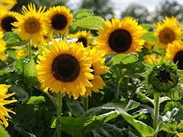 Sunflower- Dwarf Soleil F1