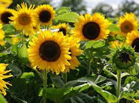 Sunflower- Dwarf Soleil F1