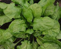 Spinach Italian Matador Vegetable Seeds