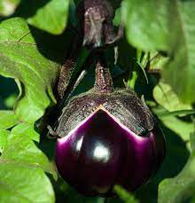 Eggplant- Thai Purple Ball