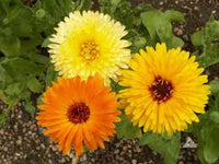 Calendula- Pacific Beauty Mixed
