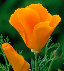 Californian Poppy- Aurantiaca Orange