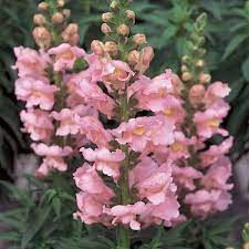 Potomac Dark Pink – Snapdragon Seed