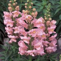 Potomac Dark Pink – Snapdragon Seed