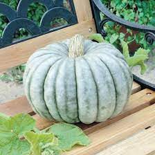 Pumpkin- Jarrahdale