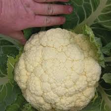 Skywalker – Organic Cauliflower Seed