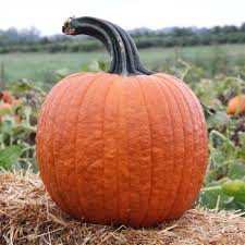 Cronus – Pumpkin Seed