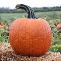 Cronus – Pumpkin Seed