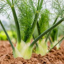 Europe Fragrant  Fennel Seeds Organic Vegetable Seeds