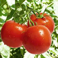 Celebrity Plus – Tomato Seed