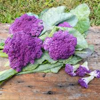 Purple Moon – Cauliflower Seed