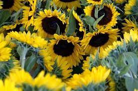 Sunflower- Early Gold F1