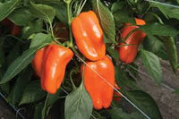 Glow – Pepper Seed