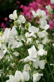 Sweetpea- Mammoth White