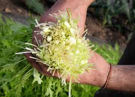 Ember – Mizuna Seeds