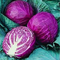 Cabbage- Red Acre