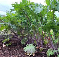 Kale Red Russian Vegetable Seeds