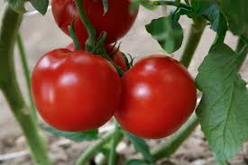 RuBee Dawn – Tomato Seed