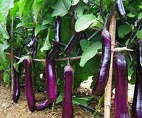 Eggplant- Early Long Purple