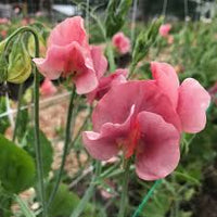 Sweetpea- Solstice Salmon