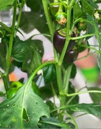 Lilo – Organic Bell Pepper Seed