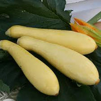 Multipik – Yellow Summer Squash Seed
