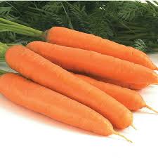 Negovia – Organic Carrot Seed